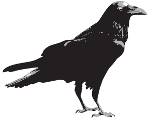 raven